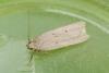 Acompsia sp.